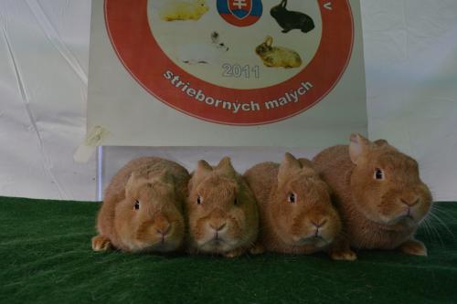 Chovateľská výstava zvierat