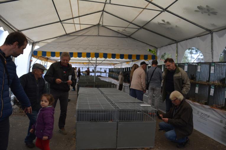 Oblastná výstava zvierat